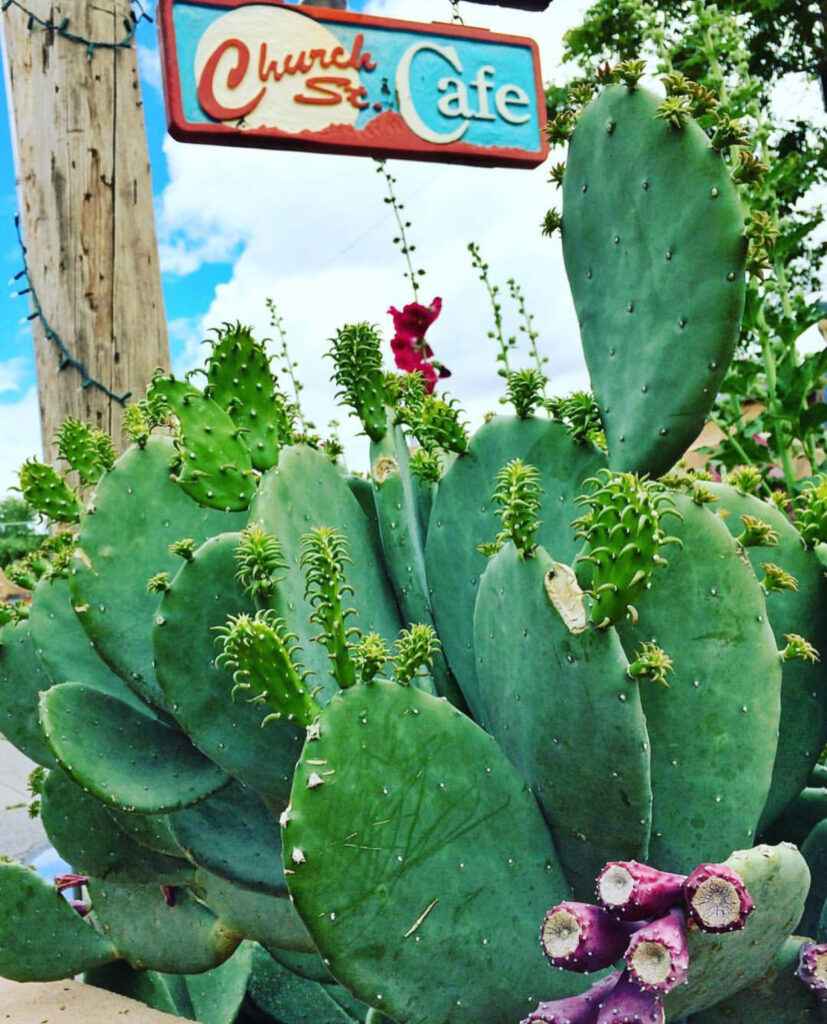 cactus with Church Street Cafe sign in the background